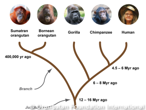 great_ape_tree